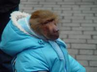 majmun04_small.jpg