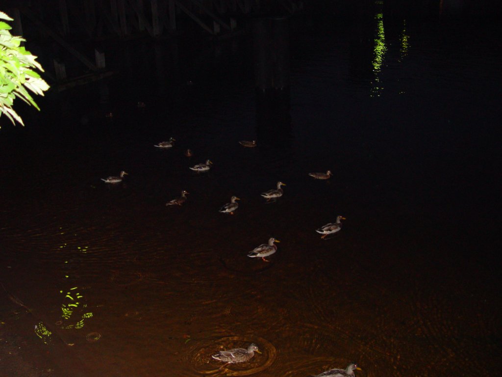 dsc08041.jpg